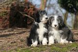 BEARDED COLLIE 439